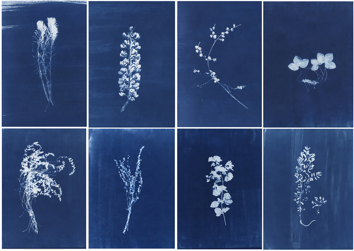 herbier ©Imagetemps